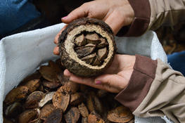 Structurer une filière noix du Brésil de qualité peut générer de nombreux bénéfices dans la région. © R. Vargas, ICV