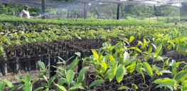 Production de plants en pépinières pour les plantations de restauration et les systèmes agroforestiers. © Acervo ONF Brasil