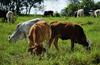 Mise en oeuvre et certification de pratiques d'élevage durables.  © A. Bille, ONF Andina