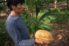 Producteur de copoaçu (Theobroma grandiflorum), plante endémique de l'Amazonie cousine du cacao.  © G. Leclerc, Cirad
