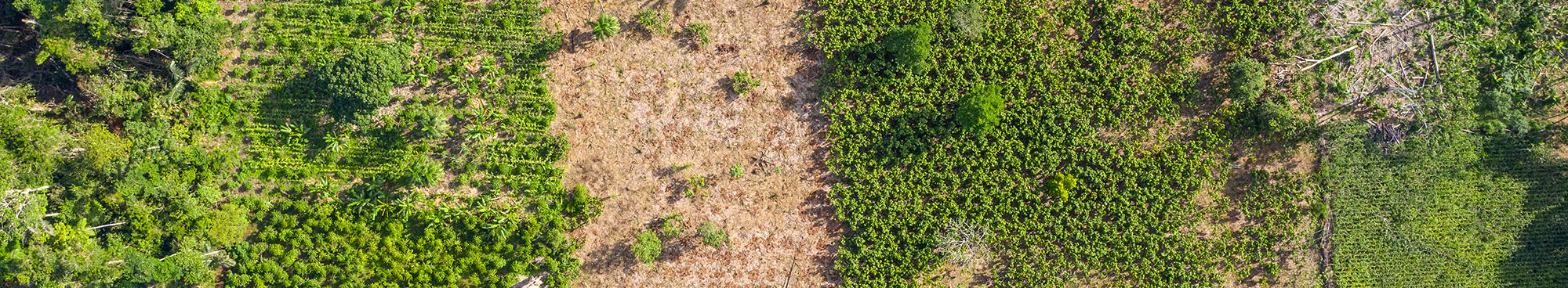 Mosaico Agroflorestal na FDV Yasuní no Equador © E. Barrera, AVSF